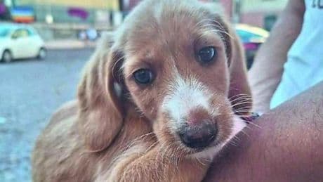 Pignone adotta 8 cuccioli abbandonati