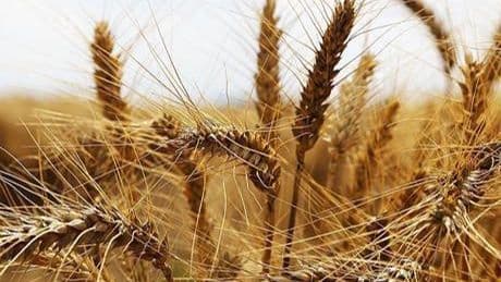 Tescilli tarla ve bahçe bitkilerinin sayısı belli oldu