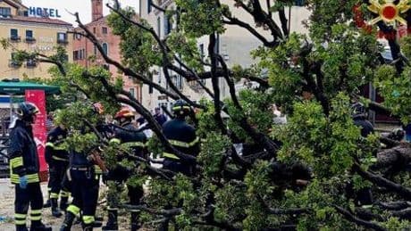 Venedig: Umstürzender Baum verletzt ein Dutzend Menschen an Bushaltestelle