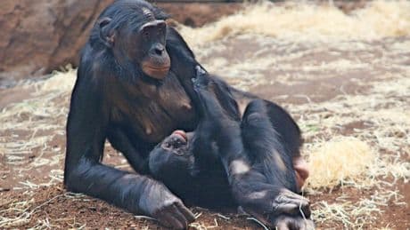 Menschenaffen-Nachwuchs: Bonobo-Junge im Zoo Frankfurt