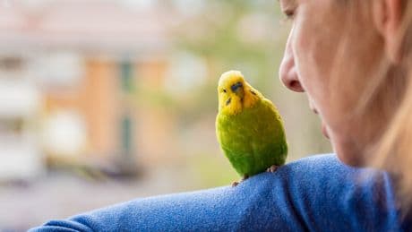 Klingt wie ein Scherz, ist aber ernst: Was wirklich hinter der "Papageienkrankheit" steckt