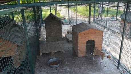 Osmaniye Barınağı'nda  skandal bitmiyor: Doğmamış köpekler üzerinden bile para almışlar!