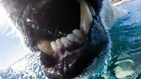 Harrowing final moments of man mauled to death by polar bear as friends refused to leave body