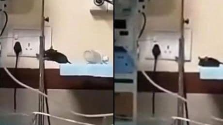 Hindistan'da dehşete düşüren görüntü! Yenidoğan ünitesini fareler bastı; ölen bebekler var