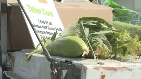 Amid a rainy July, long-awaited Taber corn ready to be enjoyed