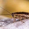 Cockroaches found at luxury hotel with top restaurant once owned by celebrity chef - as food inspectors say pests have been an issue 'for at least a year'
