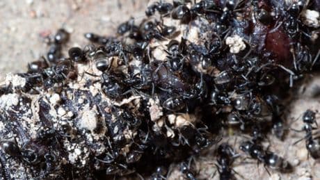 Rancid-smelling super ants that form whopping colonies & even eat CABLES rampaging across Europe – & could infest the UK
