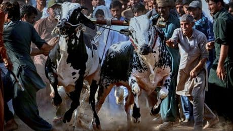 AP PHOTOS: In Pakistan, people don't run with bulls. They race them. In spectacular style