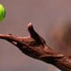 Pro tennis tours file motion to dismiss antitrust lawsuit from Djokovic's players' association
