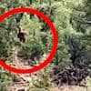 KIJK. “Bigfoot” gespot in Colorado? Video roept vragen op en autoriteiten kregen al 100 meldingen