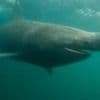 Sharks and oysters set to thrive in warmer UK waters