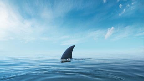 «On a pris la chose au sérieux» : un requin signalé sur le littoral dunkerquois, les baigneurs évacués