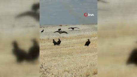 Kara akbabalar kamerada: Ankara'da görüntülendi