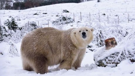 UK's oldest polar bear euthanised at Scots wildlife park after months of geriatric care