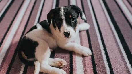 Simple trick is essential for removing pet hair from your carpet