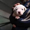 Tiere: Haustier-Boom in China: Wie Retter mit den Folgen kämpfen