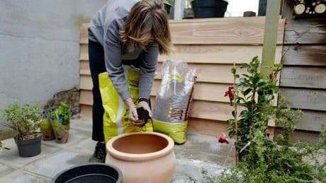 Met IJsheiligen de planten buiten zetten kan dit jaar zonder problemen
