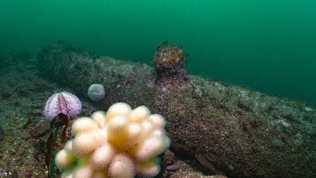 Nordsee-Fund sorgt für Rätsel - Wer versenkte diese Kanonen vor Helgoland?