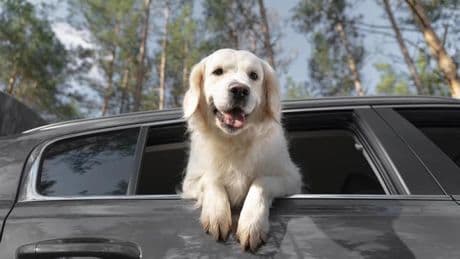 ¿Vas dejar a tu mascota en el coche este verano? Cuidado con esta multa