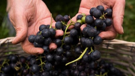Bordeaux Vintage 2024 - Tasting Notes For Right Bank Red Wines