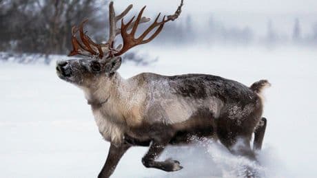 Rudolph and all of the other reindeer are probably dying from climate change