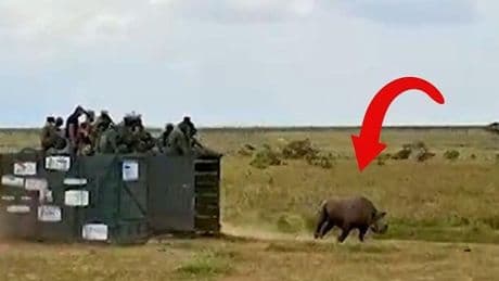 Majestueuze beelden: gigantisch dier vrijgelaten in wildernis
