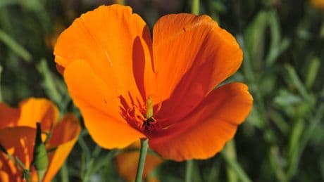 Annuals are the forgotten native plants. Here are 7 worth adding to the garden