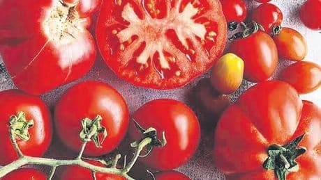 İDİL AÇIKALIN / Domatesin çekirdeği kırmızı kırmızı