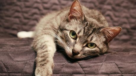 Trauer bei Tieren: "Katzen sind sozial minderbemittelt"