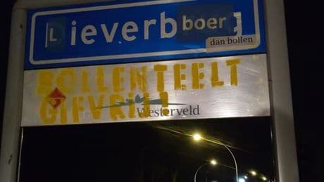 Drentse gemeente wil lelieteelt beperken na emotionele oproep van huisarts