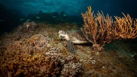 Colourful corals and crystalline seas: Dive into Thailand’s best sea life spots and reef conservation sites