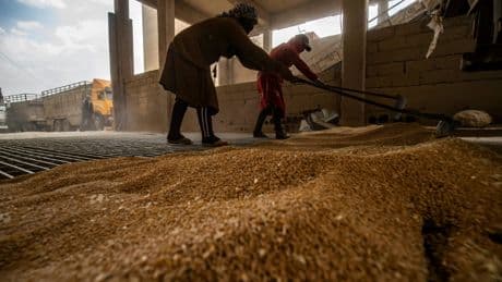 En Syrie, la sécheresse sans précédent menace la récolte de blé