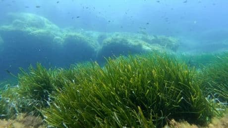 Marseille: la ville lance une expérimentation pour utiliser la posidonie contre l'érosion des plages