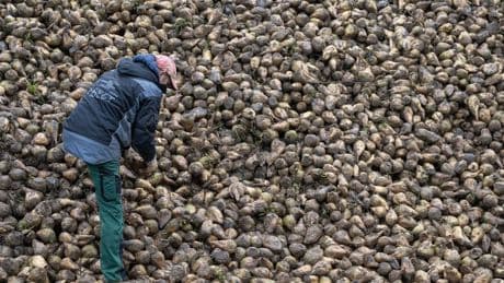 Landwirtschaft: Wie eine Zikade Zuckerrüben und Kartoffeln bedroht