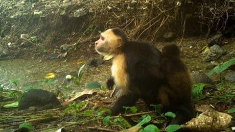 « Joker », le singe capucin influenceur au Panama