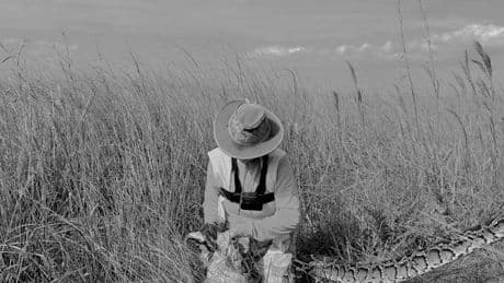 Schlangen in den Everglades: Unterwegs mit zwei Frauen, die Riesenpythons fangen