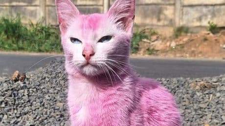 Knalroze kat gered uit handen van verwarde vrouw (37): ’Onacceptabel’