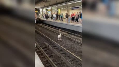 Bussy-Saint-Georges: le RER A interrompu pendant plus d'une heure à cause d'un cygne sur les voies