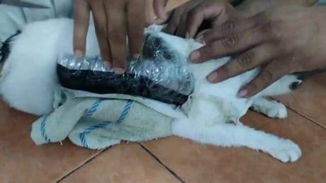 Watch as cops seize cat with crack cocaine taped to it after gang tried to smuggle drugs into prison using cute kitty