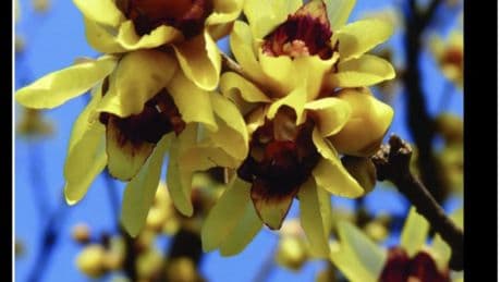 "I nostri fiori preferiti". Lutto per Eleonora Daniele