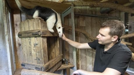Boommiereneter Eibergen nog altijd op de vlucht, dierenpark radeloos: ’We zijn gesloopt, hebben afgelopen week nauwelijks geslapen’