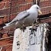 Seaside resort residents cower from bird poo onslaught as endangered kittiwakes flock to town after offshore wind farm 'hotels' failed to attract them