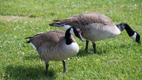 Onthoofde ganzen en dode kat: dieren op lugubere wijze om het leven gebracht in bos Capelle aan den IJssel
