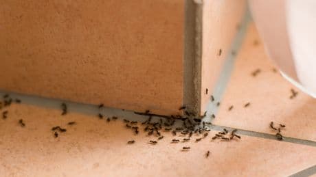 Ameisen: Welche Hausmittel die Krabbeltiere vertreiben