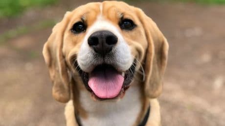 Ne pas tenir votre chien en laisse en balade peut vous coûter cher: voici le montant de l'amende