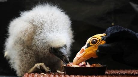 Zookeepers in Prague turn into puppeteers to save baby vultures