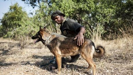Des chiens dressés au pays de Galles luttent contre le braconnage en Afrique