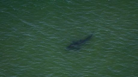Tourist father and son help rescue great white shark stranded in shallow waters