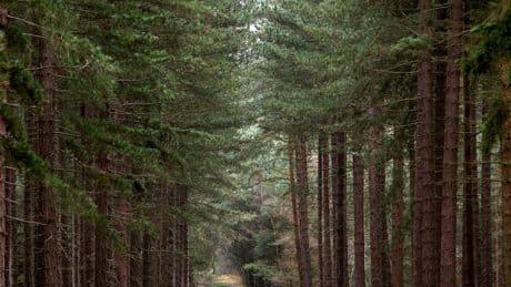 Battle to save historic Robin Hood tree after summer heatwaves and droughts