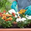 Een uitgebloeide tuin oogt niet uitnodigend: 5 trends voor een prachtige hof, zelfs tot in de herfst